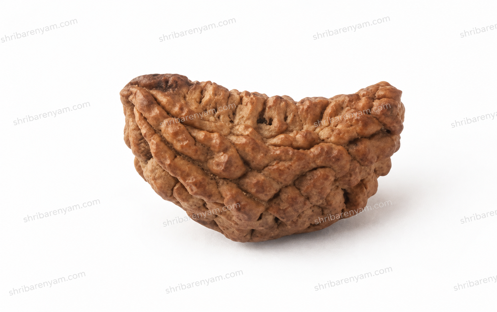 1 Mukhi Nepali Rudraksha