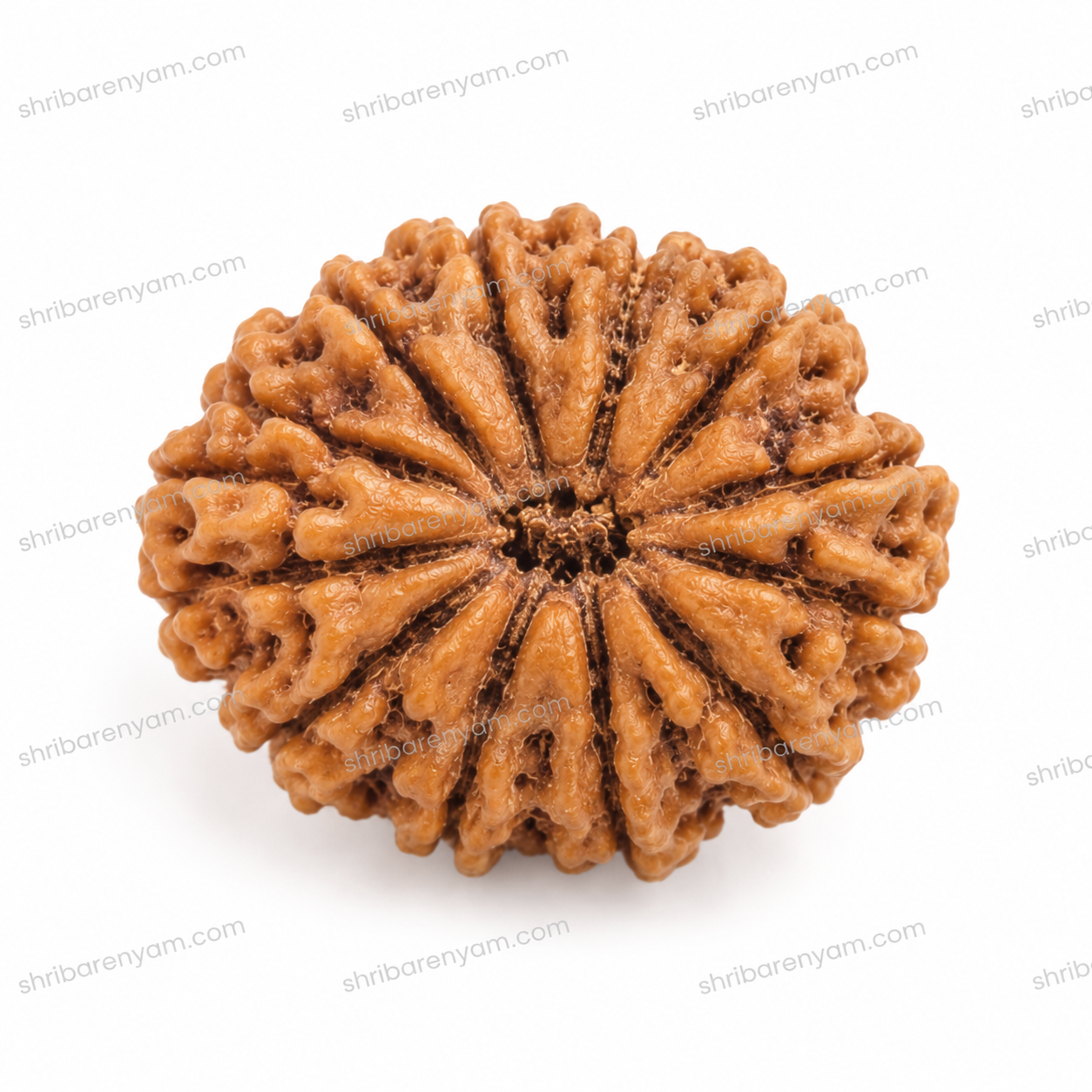 15 mukhi nepali rudraksha 1