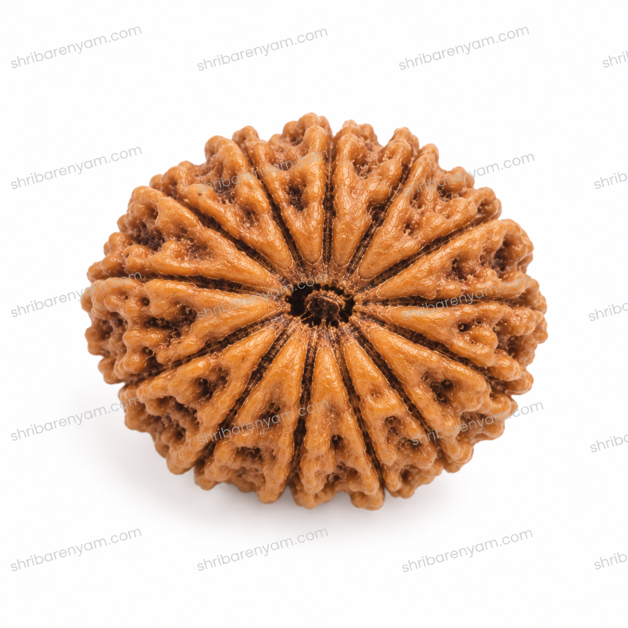 16 mukhi nepali rudraksha