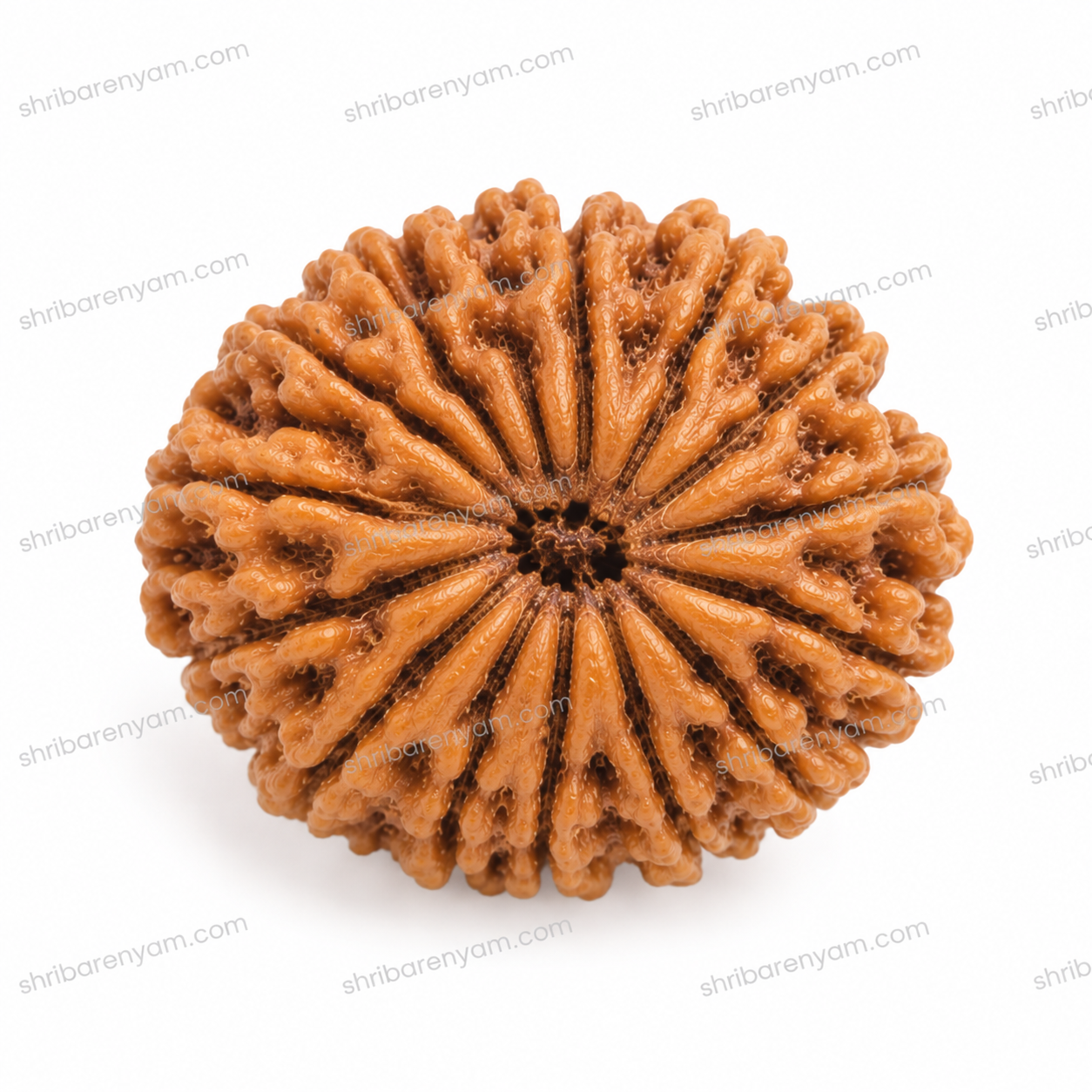 17 mukhi nepali rudraksha 1