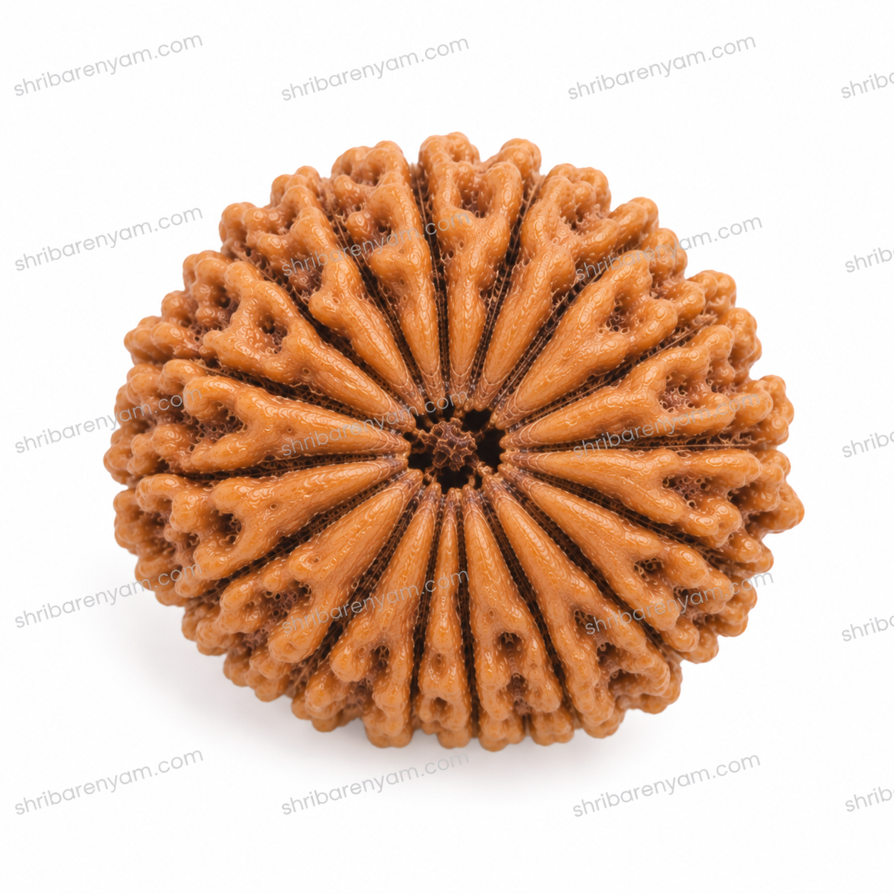 19 mukhi nepali rudraksha