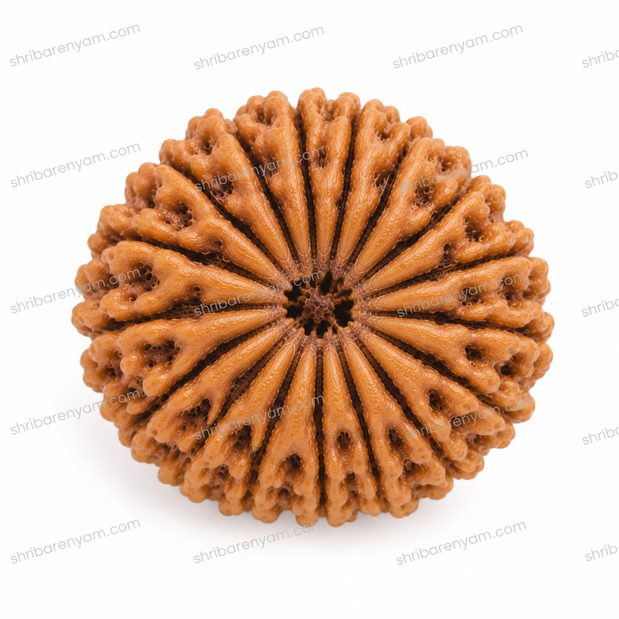 20 mukhi nepali rudraksha