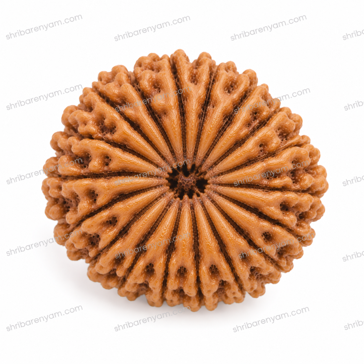21 mukhi nepali rudraksha